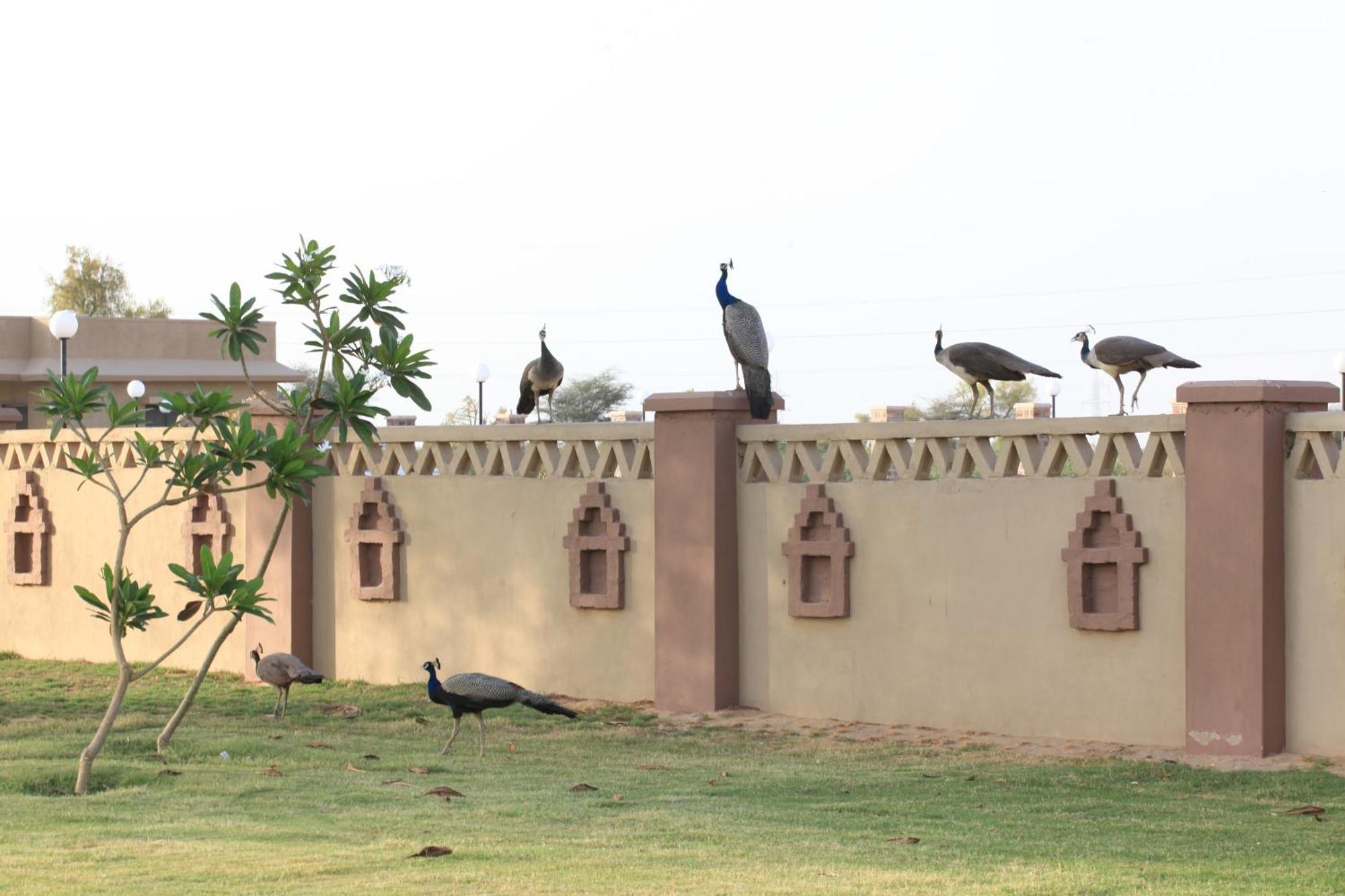 Thar Oasis Resort And Camp Dechu Buitenkant foto